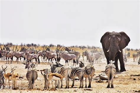 Itinerary: Discover the Natural Wonders of Namibia - Luxury Travel Magazine