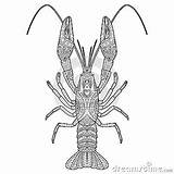 Vector Hand Drawn Zentangle Crawfish Drawing For Coloring Book  sketch template