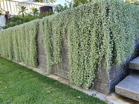 Dichondra silver falls buy online - Able Nursery - Gold Coast | Brisbane