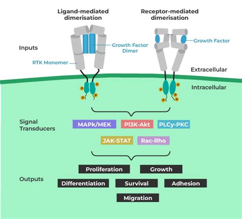 Tyrosine Kinase Receptor Signaling Pathway Download S - vrogue.co