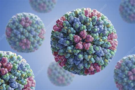 Bluetongue Virus, artwork - Stock Image - C020/4699 - Science Photo Library