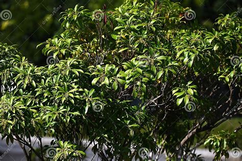 Japanese Andromeda ( Pieris Japonica ) Seeds and Buds. Ericaceae Evergreen Shrub Poisonous Plant ...