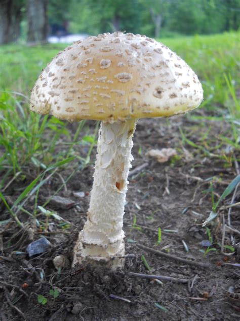Eastern US Muscaria? - Mushroom Hunting and Identification - Shroomery Message Board