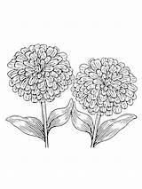 Zinnia Coloring Pages sketch template