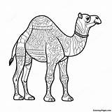 Camel Coloring Page  Pagescom sketch template