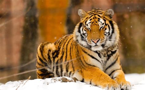 Siberian Tiger Wallpapers - Wallpaper Cave