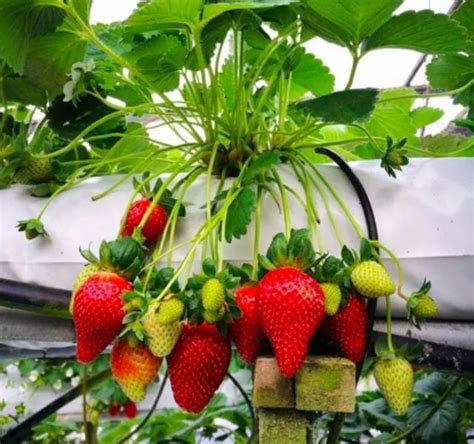 Tanaman Strawberry Berkembang Biak Menggunakan - Homecare24