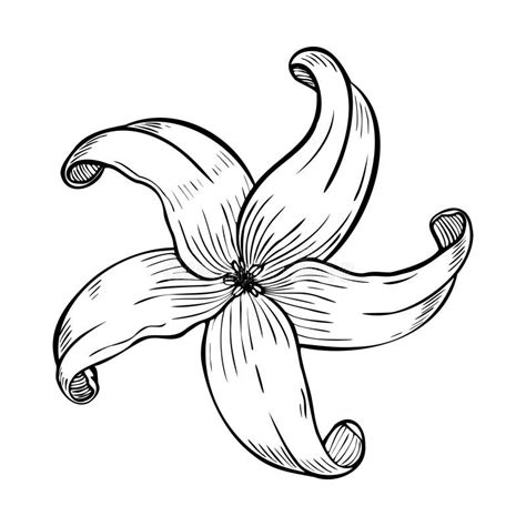 Vector Illustration with Papaya Flower or Lily in Line Art Style on ...