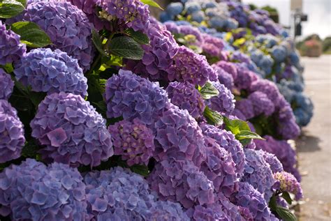 France in Bloom: Magnificent Blue Hydrangeas | Lisa Cox Garden Designs Blog