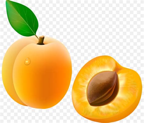 Apricot Fruit Clip Art, PNG, 800x699px, Apricot, Apple, Auglis, Diet ...