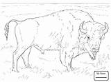 Buffalo Coloring Pages For Kids At GetColoringscom  Free Printable sketch template