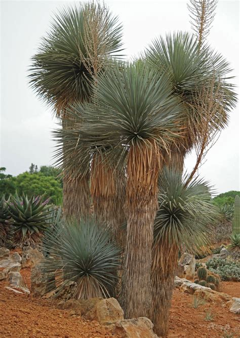 Yucca rostrata