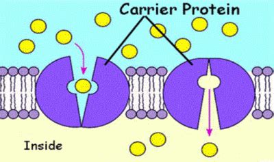 Carrier proteins