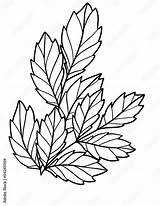 Coloring book To Educate Kids Learn Colors Pages Leaf  sketch template