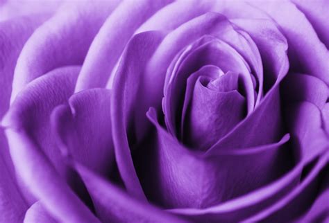 Purple Roses, Incredible Beauty in the Shadow of a Rarity