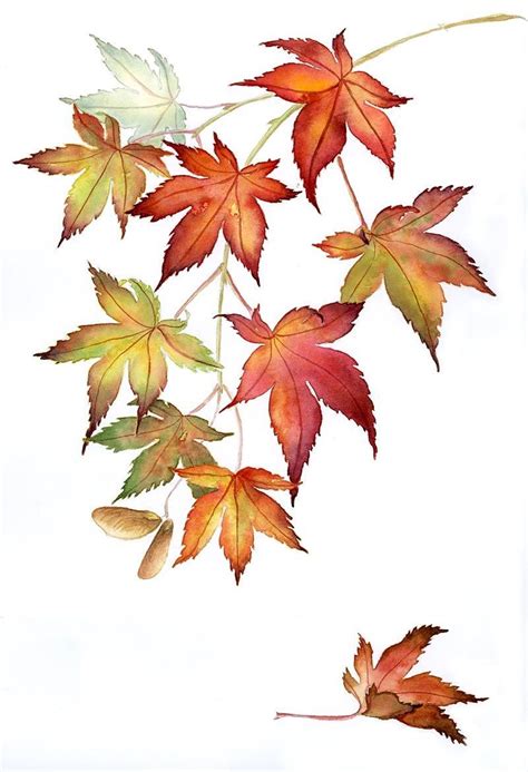 Japanese maples, watercolor #japanesemaple (With images) | Maple leaf ...