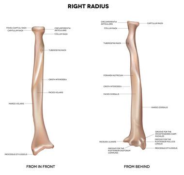 Radius Bone Diagram