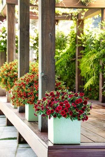 Full Sun Plants for Pots | Garden Design