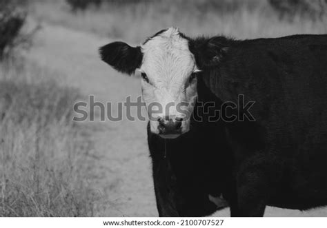 504 Black Baldie Cattle Royalty-Free Images, Stock Photos & Pictures | Shutterstock