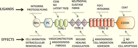 Frontiers | Thrombospondin 1 in Metabolic Diseases