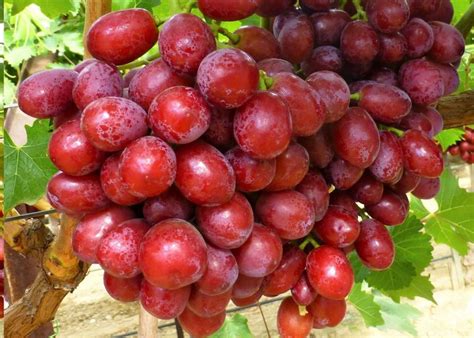 Red Grapes | Table Grape Varieties | Grapa Varieties Ltd.