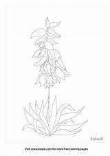 Coloring Yucca Sketch Page sketch template