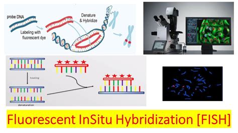 Exploring Fluorescence In Situ Hybridization: Probing The Types