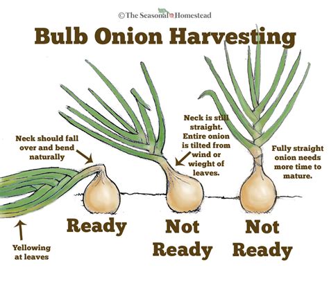 How to know when onions are ready for harvest. | Plants, Home vegetable ...