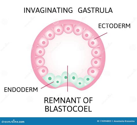 The Process of Gastrulation. Remnant of Blastocoel, Invaginating, Endoderm, Ectoderm, Stock ...