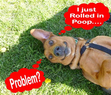 Why Does My Dog Roll in Stinky Stuff? - Pawsitive Solutions