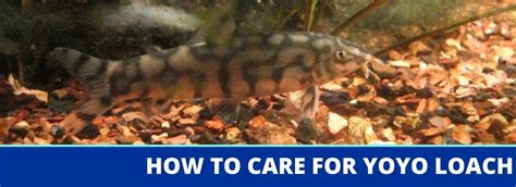 How To Care For Yoyo Loach: A Complete Fact Sheet, Breeding, Behavior ...