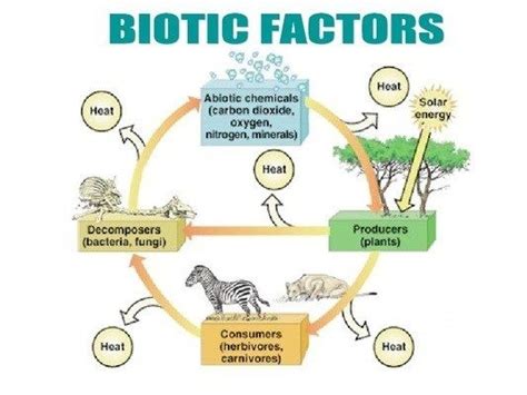 Locality Factors - Biotic Factors in Detail - Forestrypedia | Biotic, Abiotic, Biotic resources