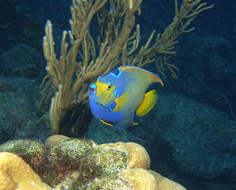 Queen Angelfish stock photo. Image of reef, coral, grazing - 234125436