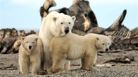 Tiny Alaskan village hit with polar bear tourism boom