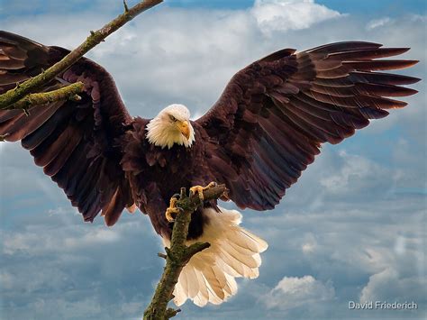 "Bald Eagle Landing on a Branch" by David Friederich | Redbubble