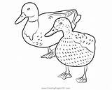 Anaheim Ducks Coloring Pages sketch template