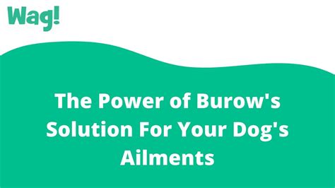 The Power of Burow's Solution For Your Dog's Ailments | Wag! - YouTube