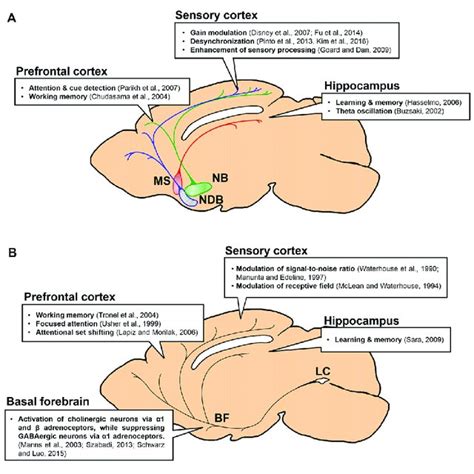 | Projections and functions of basal forebrain (BF) cholinergic and... | Download Scientific Diagram