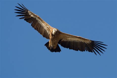 Griffon Vulture of the Serranía - Ronda Today