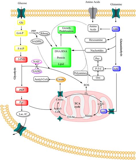 Glutamate Signaling in Human Cancers | IntechOpen