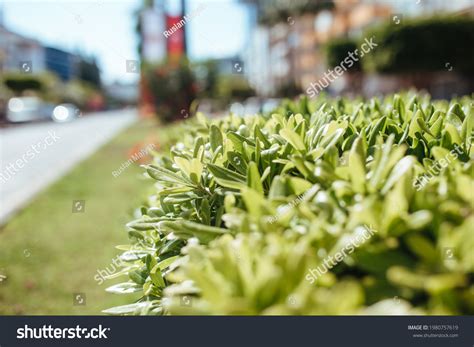 Hedge Boxwood Shrubs Landscape Design Concept Stock Photo 1980757619 ...