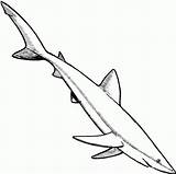 Free Printable Shark Coloring Pages For Kids sketch template