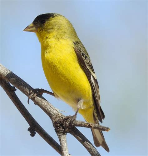 Lesser Goldfinch | Backyard birds, Bird photo, Animals and pets