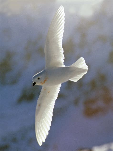 Snow petrels - facts and pictures