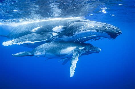Whale Species That Migrate and the Distance Traveled