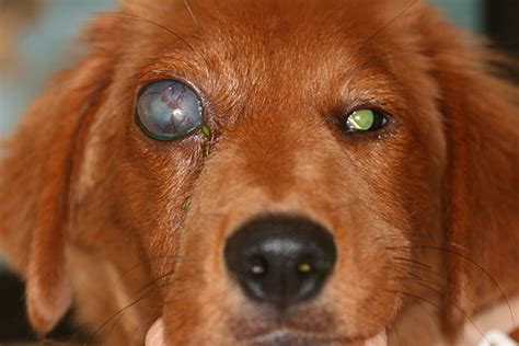 What Causes Sudden Glaucoma In Dogs