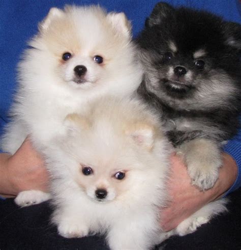 Pomeranian Puppies For Sale | Charleston, WV #254616