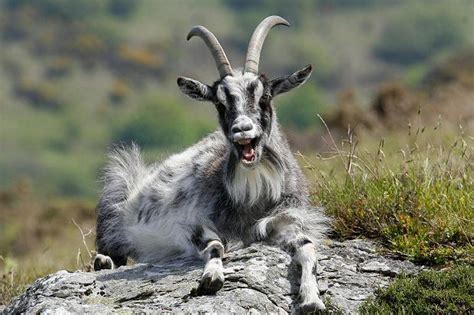 Feral goat - Alchetron, The Free Social Encyclopedia