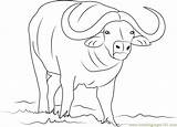 African Buffalo Coloring Page  Free Pages sketch template