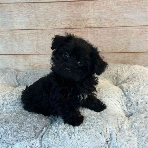 Yorkshire Terrier/Poodle Puppies for sale - Tullys Kennels